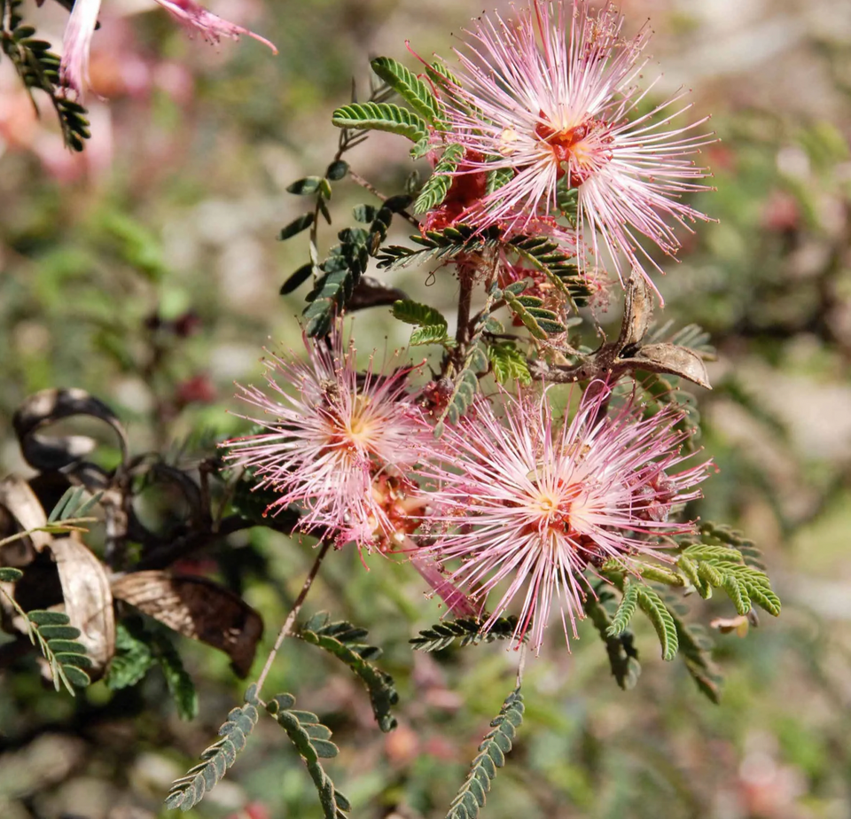 Fairy Duster Flower Essence