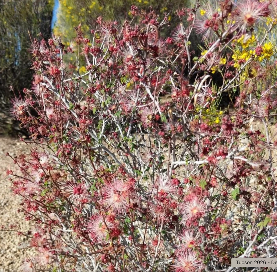Fairy Duster Flower Essence