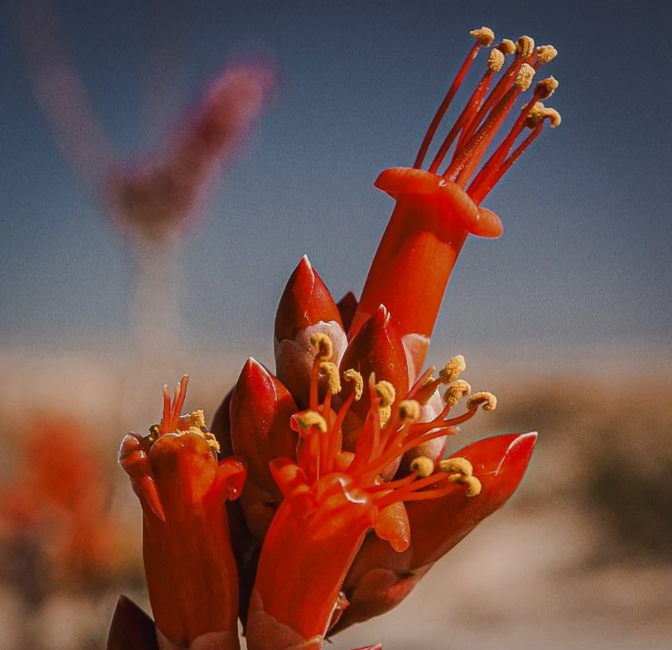 Ocotillo Flower Essence