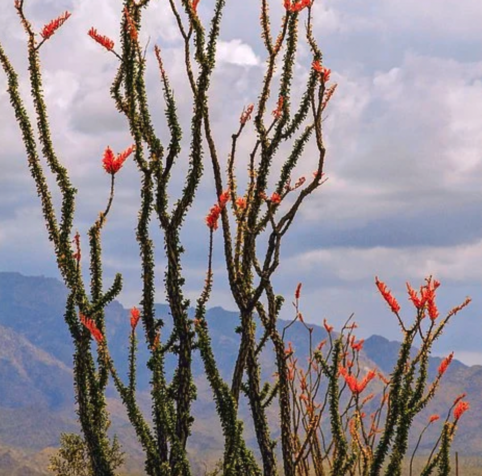 Ocotillo Flower Essence