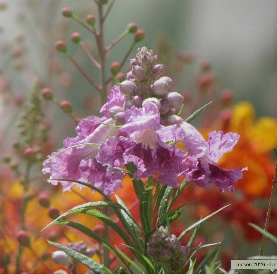 Desert Willow Flower Essence