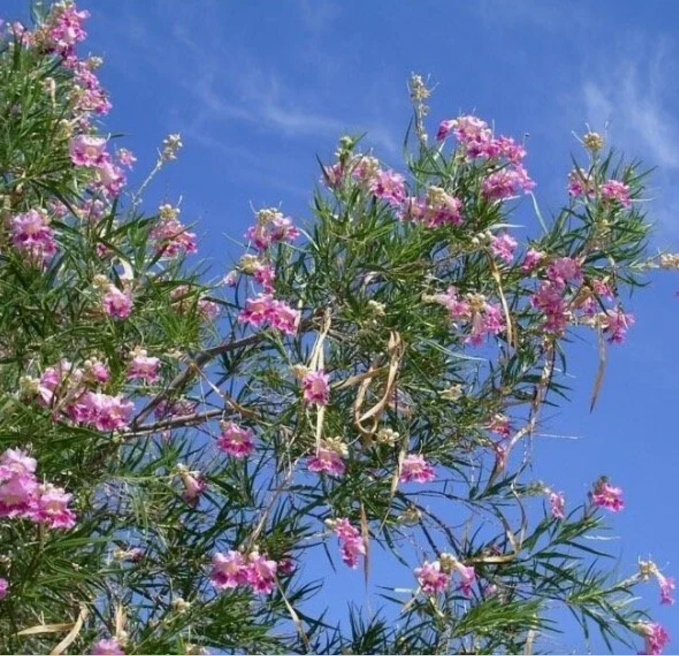 Desert Willow Flower Essence